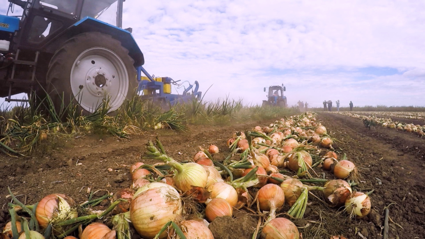 Şu ýyl Daşoguz welaýatynda 110 müň tonna sogan hasylyny almak göz öňünde tutulýar